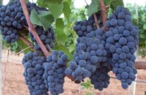 Kalecik Karası (Variedad de Uva Autóctona)