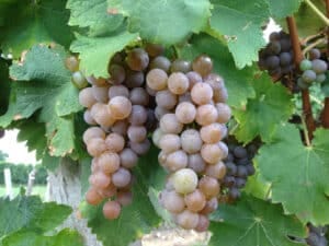 Uvas autóctonas