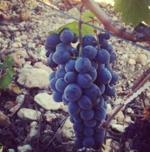 Öküzgözü (variedad de uva) en turquia