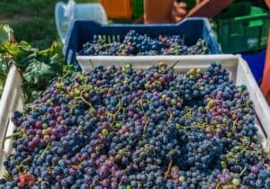 uvas autóctonas