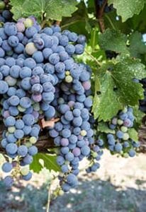 uvas urla