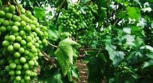 variedad de uvas