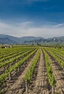 Vinos en Turquía-Viñedos en Urla-