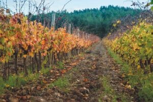 Vinedos en cosecha