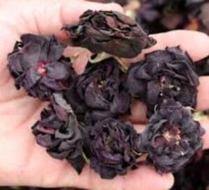 ALT=El capullo de la rosa negra es de un tono oscuro
