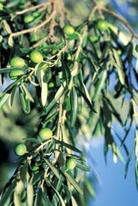 cultivo de aceitunas