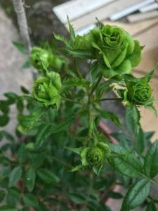alt=rosas verdes halfeti