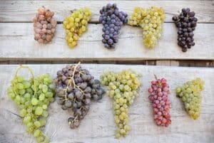 UVAS CAPADOCIA