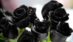 alt=Rosas Negras de Halfeti